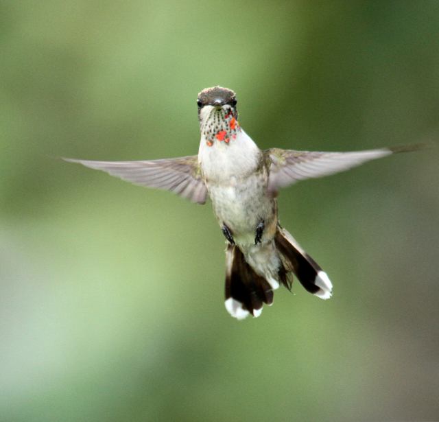 Hummingbird: Migrating Alone