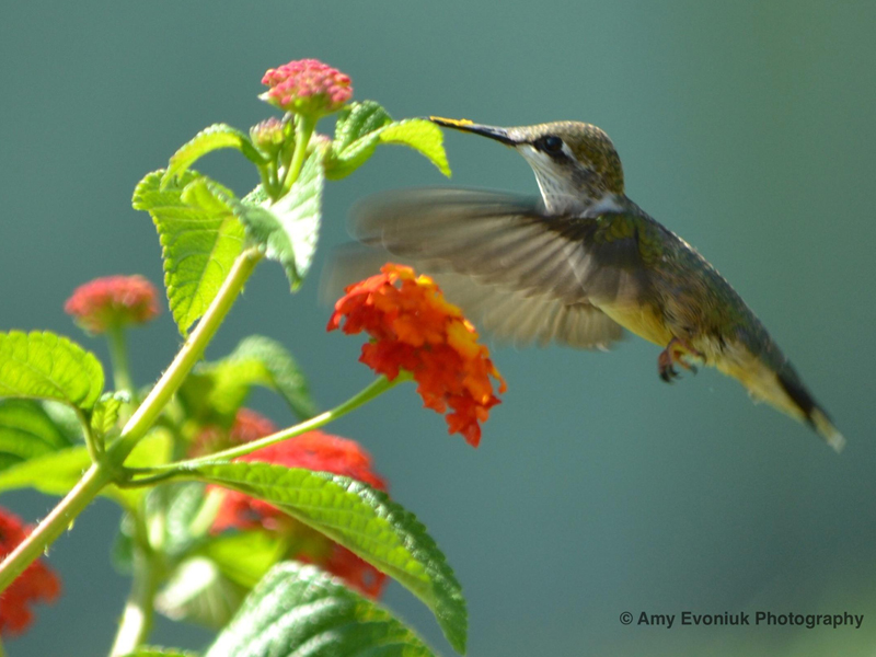 Hummingbird: Transferring Pollen
