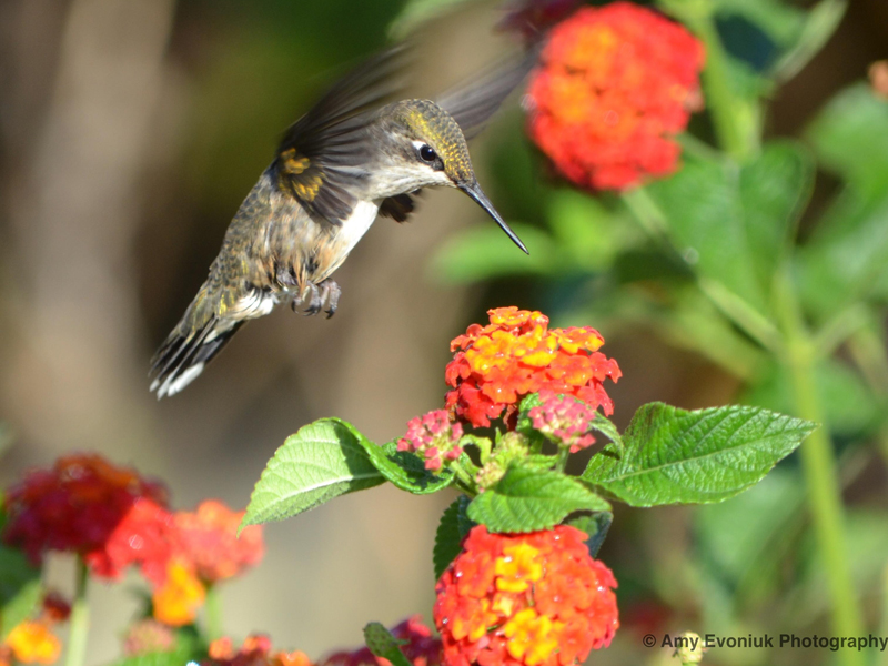 Hummingbird: Migrating By Day