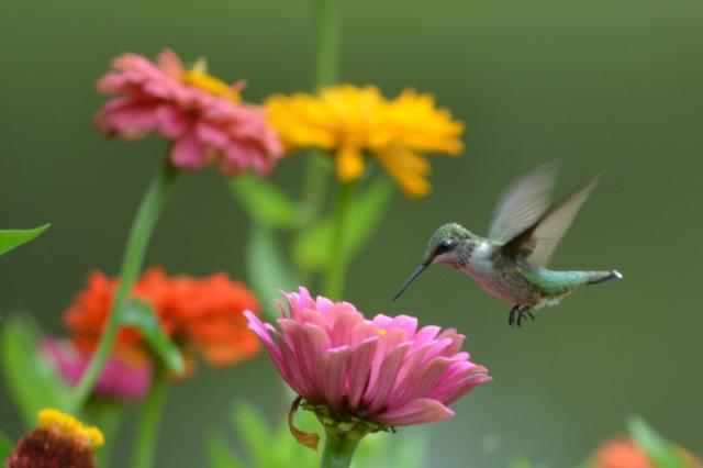 Hummingbird: Responding to Change