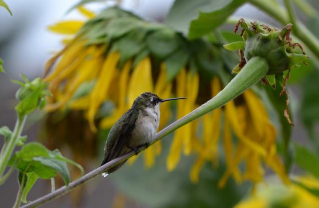Hummingbird: Doubling Their Weight