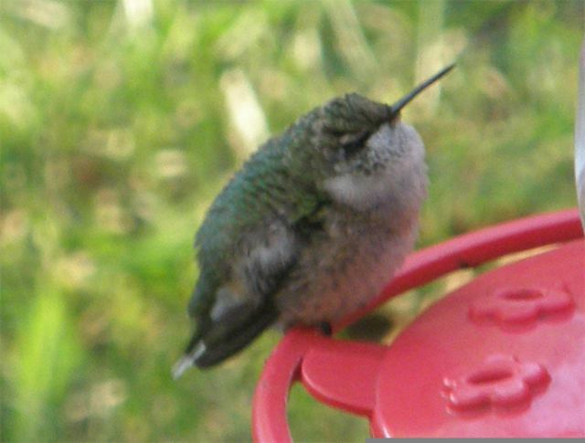 Rufous hummingbird, juvenile male.