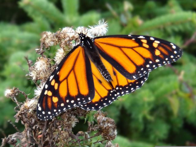 Monarch migration has entered Mexico!