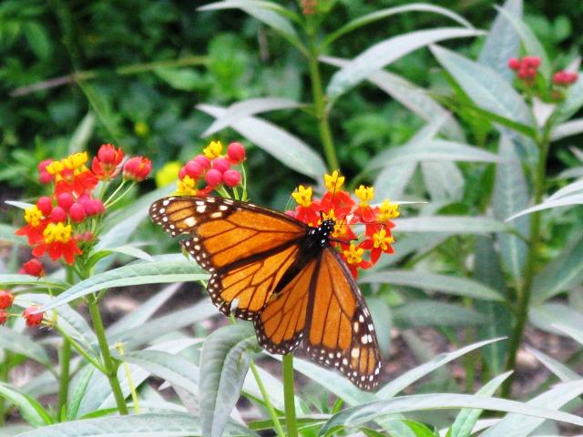 Monarch Butterfly in Driftwood, Texas
