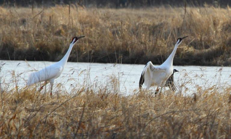 Whooping crane pair #726 and #804 in Wisconsin after spring migration