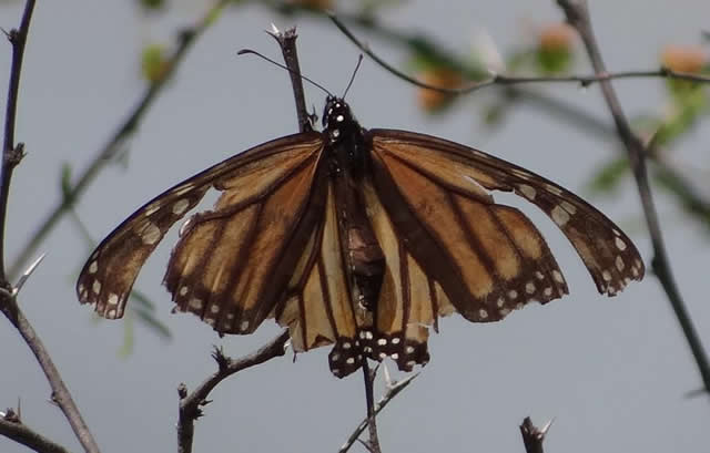 Monarch Butterfly in Texas, March 2012