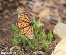 Faded monarch butterfly