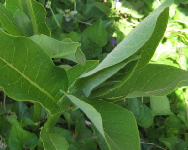 Milkweed and monarch butterfly eggs at school in Cub Run, Kentucky