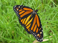 Fresh-winged Monarch
