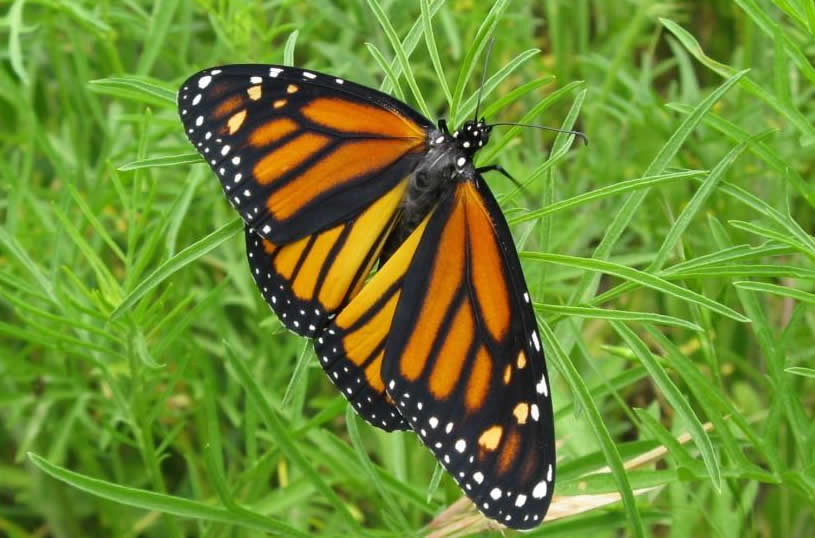 Fresh-winged Monarch Butterfly