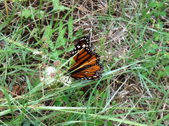 First monarch for Minnesota!