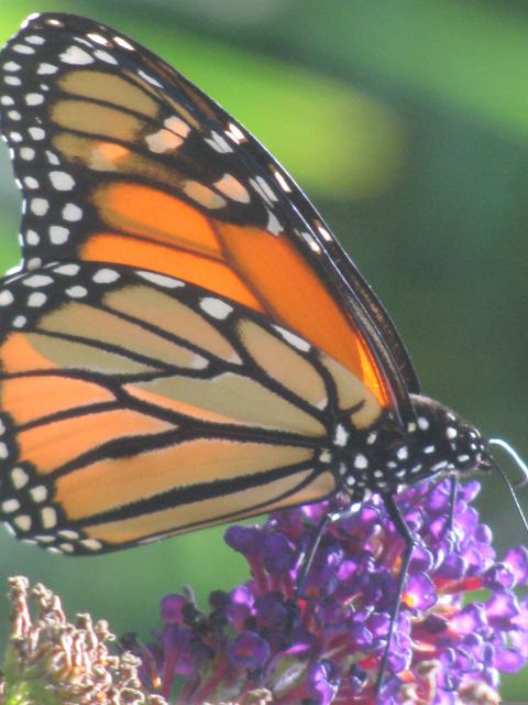 Monarch butterfly nectaring at garden in Nova Scotia