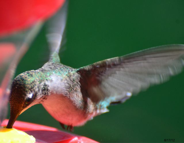 Hummingbird eating from sunrise to dusk