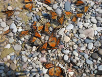 Monarch Butterflies Stranded on the Coast of Lake Michigan
