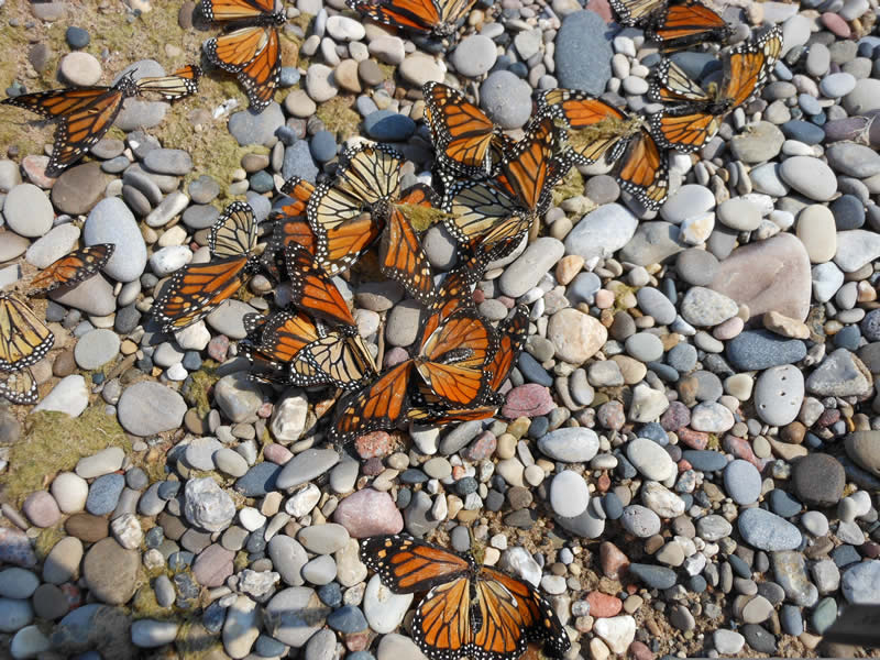 Monarch Butterflies Stranded on the Coast of Lake Michigan