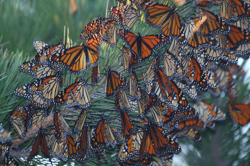 Monarch Roost on Fire Island, New York