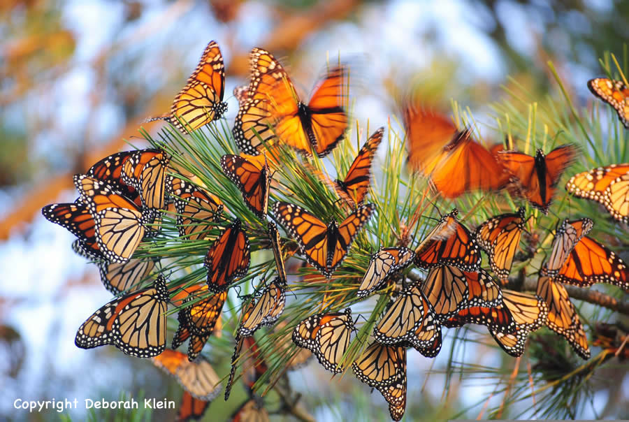 Monarch Butterfly Roost on Long Island, New York