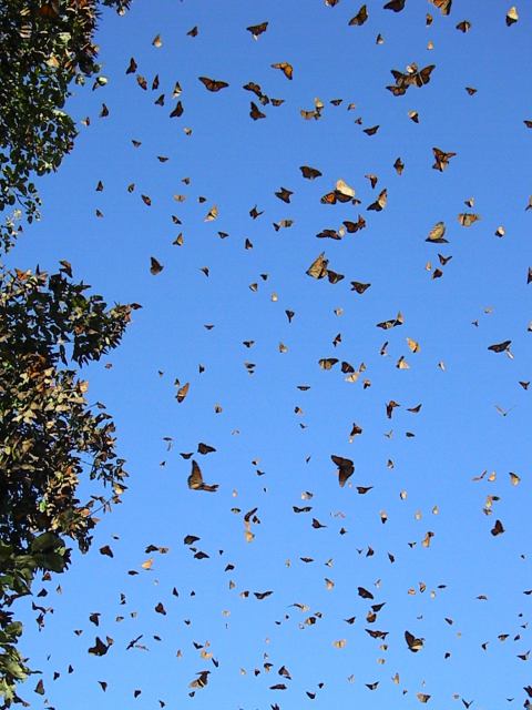 Peak Monarch Migration in Maine