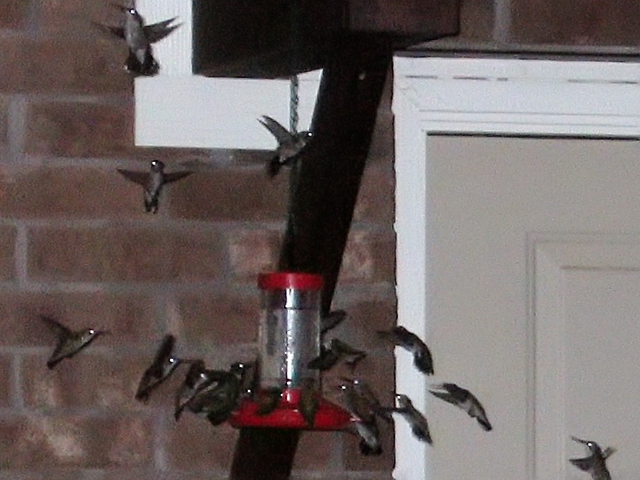 Rush hour at the hummingbird feeder