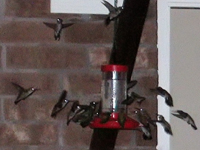 Twenty Hummingbirds at a feeder