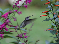 Hummingbird amongblossoms