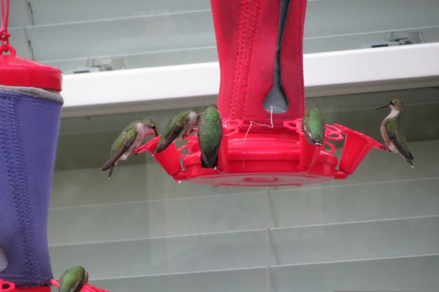 Hummingbirds at feeders with feeder covers/warmers