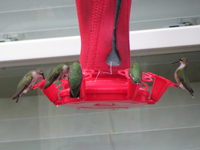 Hummingbird feeder with warming covers