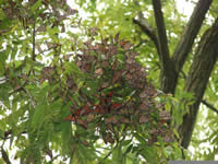 Monarch Butterfly Roost on Long Island, New York