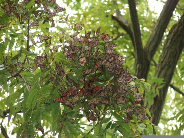Monarch butterflies roosting in Ontario