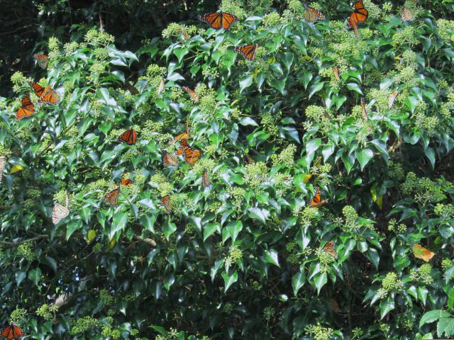 Roosting Monarch Butterflies in Cape May, New Jersey