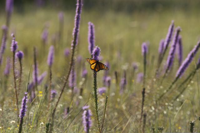 Monarch butterfly nectaring on Liatris