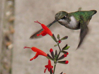 Ruby-throated Hummingbird nectaring at flower