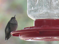 Fluffed-out hummingbird at feeder