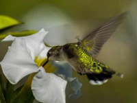 Hummingbird at blossom