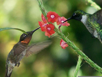 Two male Ruby-throated Hummingbirds