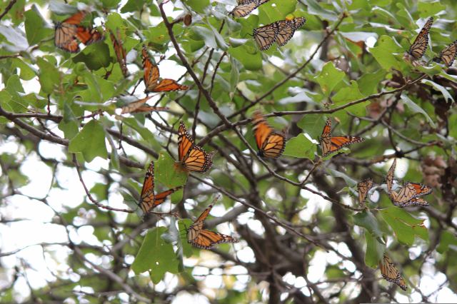 Monarch Butterfly Roost in Texas