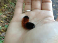 wooly bear caterpillar