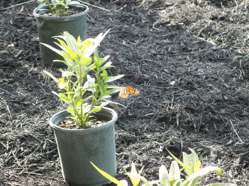 Monarch Butterfly Egg 