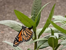 monarch and milkweed