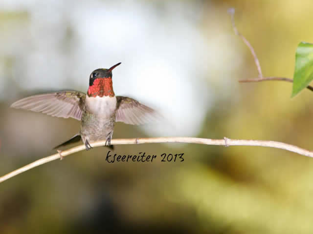 Hummingbird Journal: Research Challenge