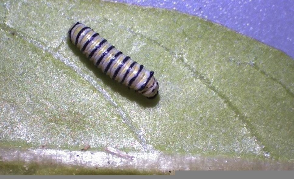 Monarch butterfly larva growing in Arkansas