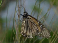 Monarch Butterfly in Texas with faded wings