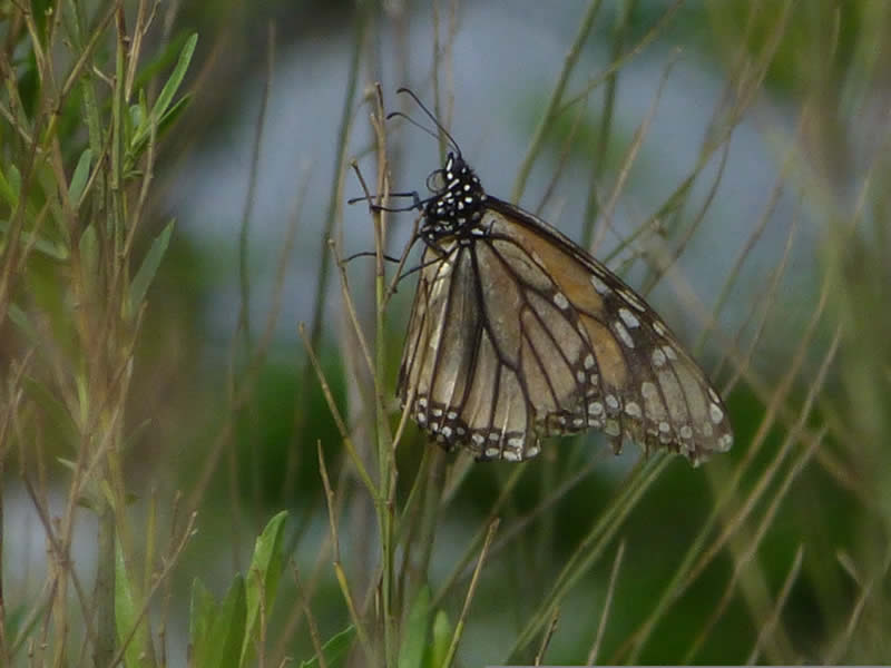 Monarch Butterfly in Texas with faded wings