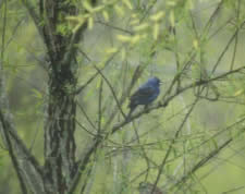 blue grosbeak