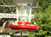male and female at feeder