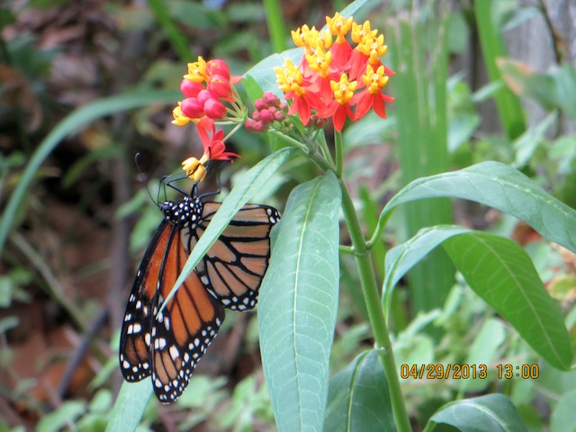 Monarch butterfly in Tamaulipas