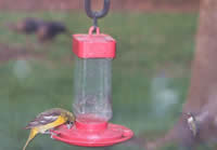 oriole and hummer at feeder