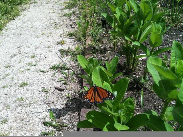 Male Monarch in Milkweed