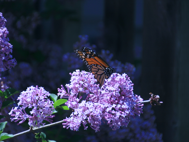 One of the six monarch butterflies.