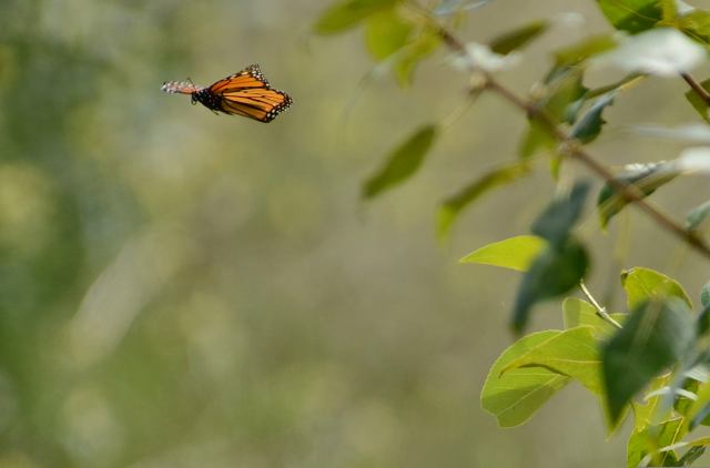 Monarch Butterfly in British Columbia